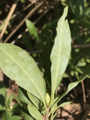 Rhododendron alabamense