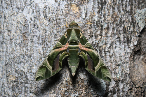 Oleander Hawkmoth