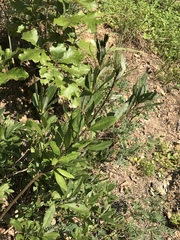 Rhododendron alabamense