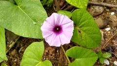 Ipomoea littoralis
