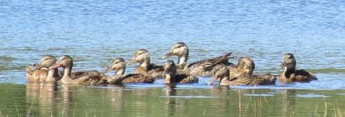iNaturalist observation photo of Mallard