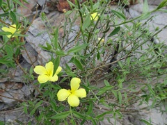 Haplophyton crooksii