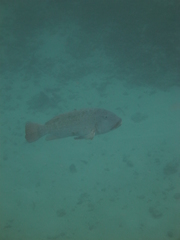 Lethrinus erythracanthus