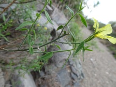 Haplophyton crooksii