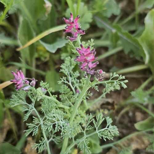 Dense-flowered Fumitory