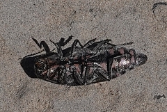 Buprestis consularis