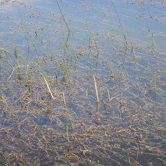 Potamogeton praelongus