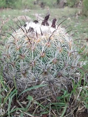 Coryphantha pallida