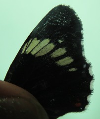Chlosyne melanarge