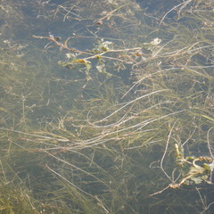 Potamogeton praelongus