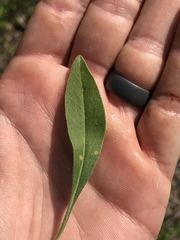 Coreopsis pubescens pubescens