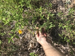 Coreopsis pubescens pubescens