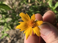 Coreopsis pubescens pubescens