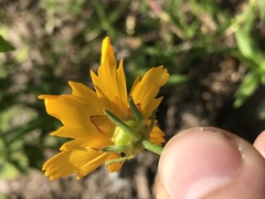 Coreopsis pubescens pubescens