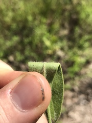 Coreopsis pubescens pubescens