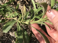 Coreopsis pubescens pubescens