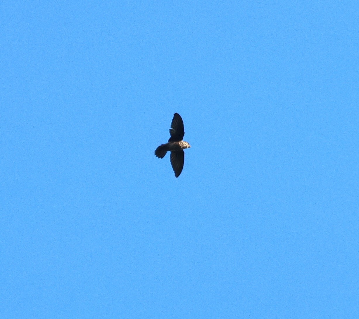 Band-rumped Swift (Chaetura spinicaudus), photo 3