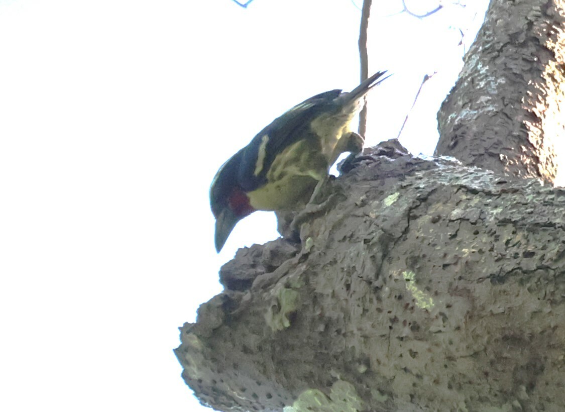 Black-spotted Barbet (Capito niger), photo 7