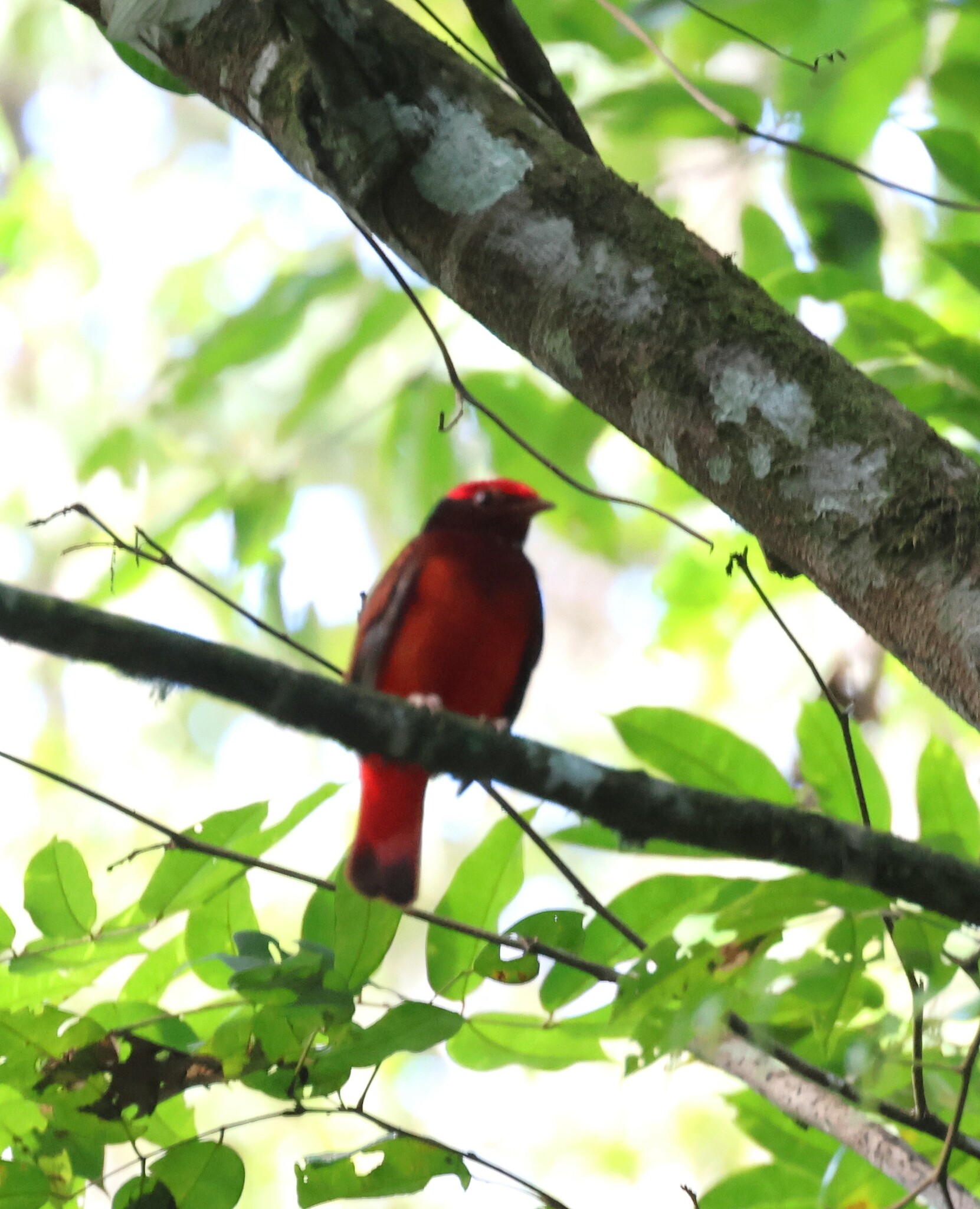 Guianan Red Cotinga (Phoenicircus carnifex), photo 1