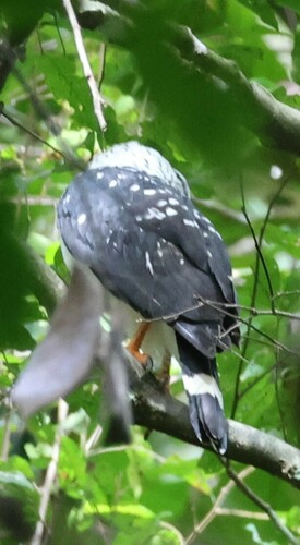 Black-faced Hawk (Leucopternis melanops), photo 9