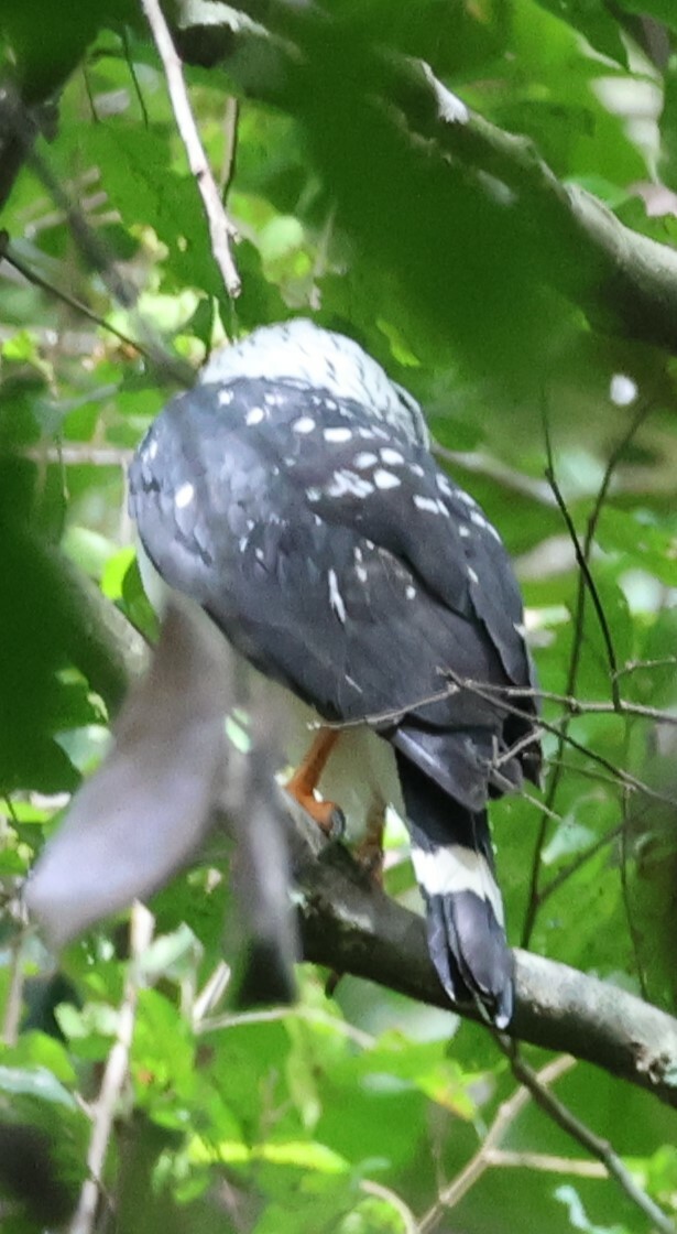 Black-faced Hawk (Leucopternis melanops), photo 1