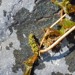 Potamogeton praelongus