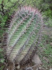 Ferocactus recurvus recurvus