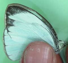 Itaballia demophile centralis