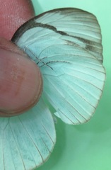 Itaballia demophile centralis