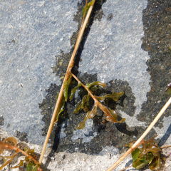 Potamogeton praelongus