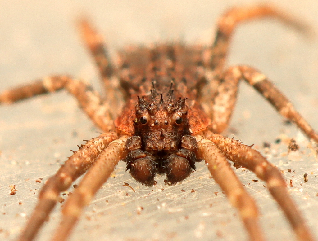 Simorcus capensis