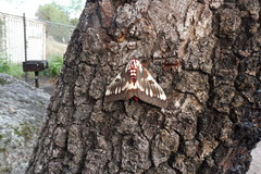 Citheronia splendens sinaloensis