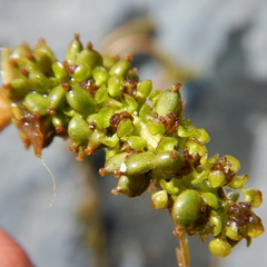 Potamogeton praelongus