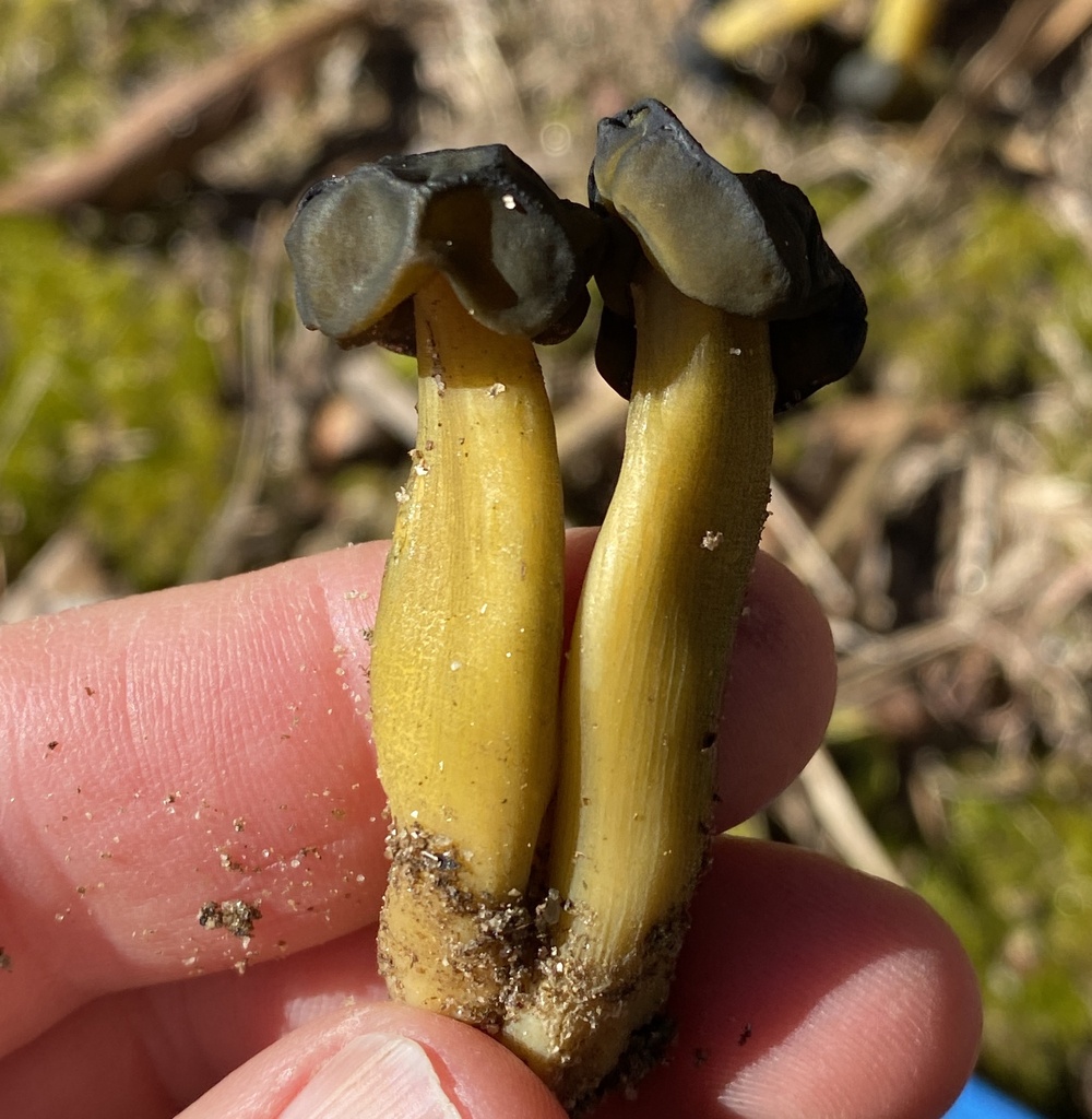 Leotia sp. 'NY01'