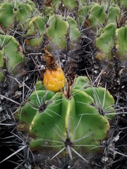 Ferocactus robustus