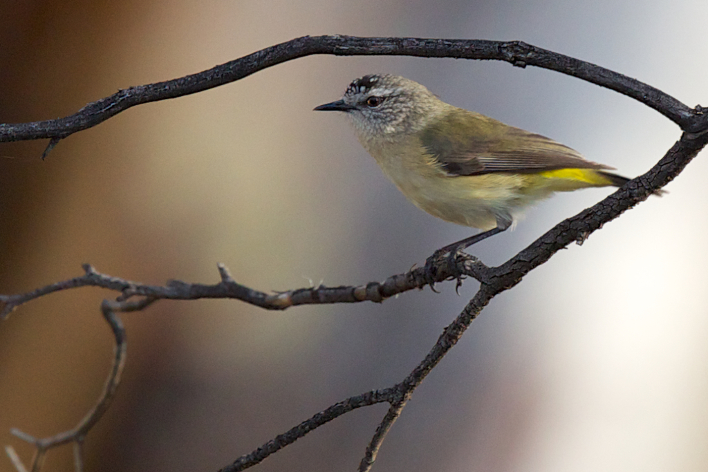 Thornbills and Allies