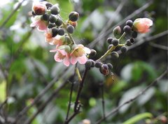 Cratoxylum cochinchinense