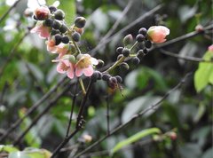 Cratoxylum cochinchinense
