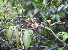 Cratoxylum cochinchinense
