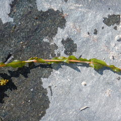 Potamogeton praelongus