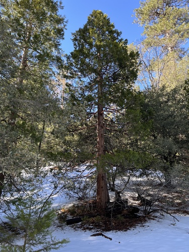 iNaturalist observation photo of California incense-cedar