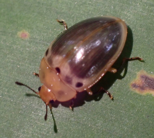 Iphiclus punctiger