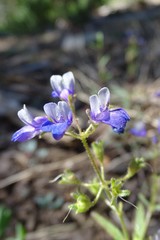 Collinsia torreyi