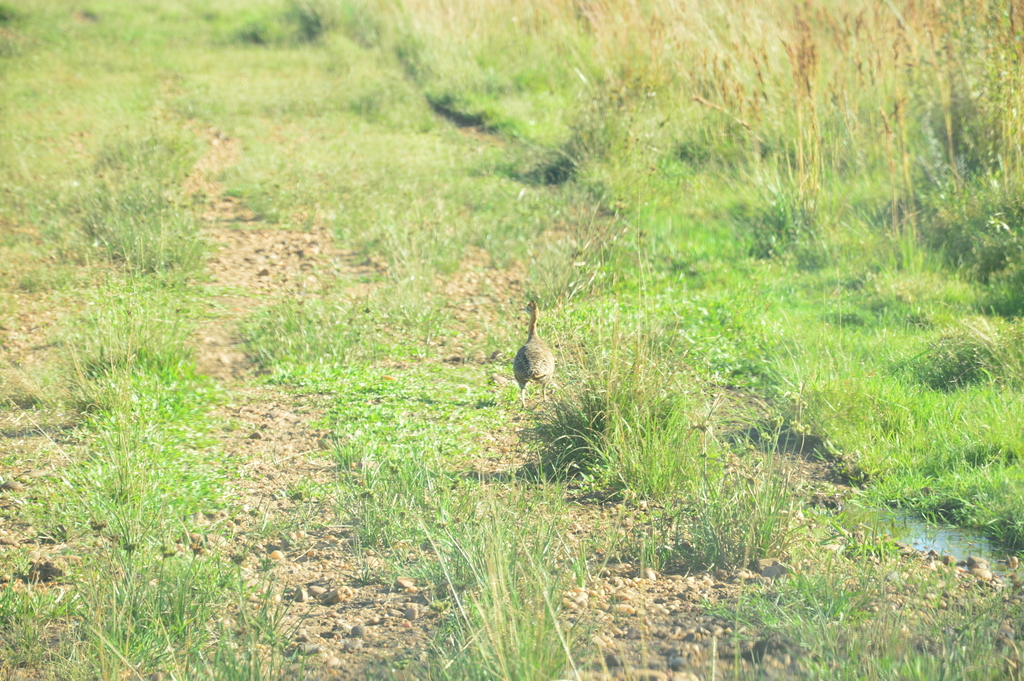 Red-winged Tinamou