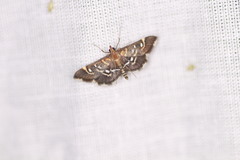 Diathrausta