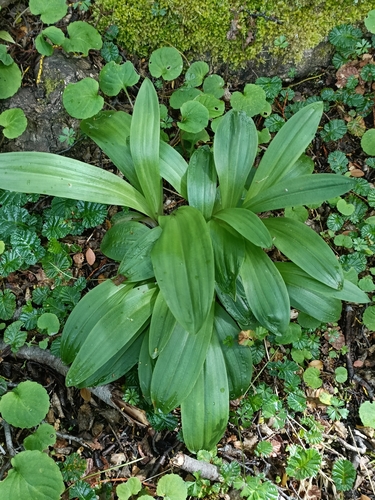 Image of Gavilea lutea by no rights reserved