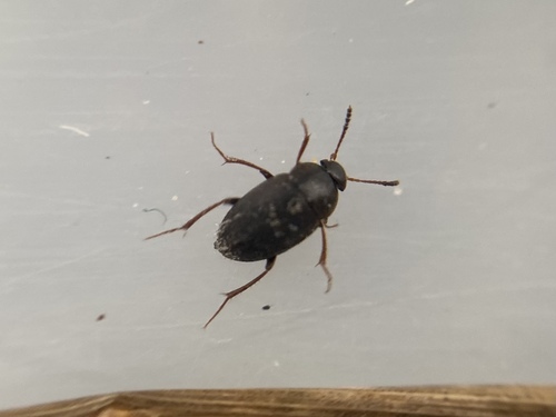 Catops coracinus
