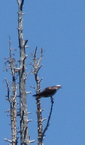 iNaturalist observation photo of Osprey