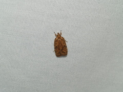 Agonopterix robiniella