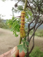 Paradirphia fumosa